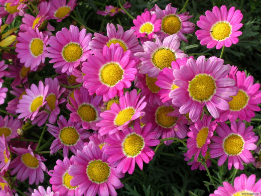 425519 (a): :1600x1200
